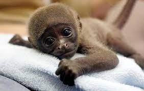cute baby monkey 8 awesomelycute