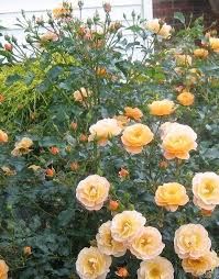 shrub rose groundcover rose flower