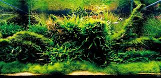Getting Started With Aquascaping