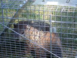 You may need to set up multiple traps if a family of groundhogs lives in your garden. How To Quickly Easily Trap Nuisance Groundhogs Veggie Gardening Tips