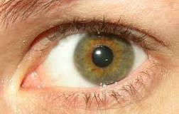 Image result for hazel eyes