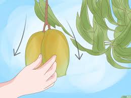 how to grow a mango tree from seed