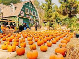 11 outstanding bay area pumpkin patches