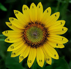 Flowers - The Fibonacci Sequence
