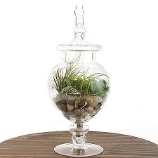 apothecary jar air plant terrarium kit