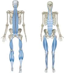 Official Home Of The Fasciablaster M Room Yoga Anatomy