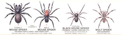 Australian Non Venomous Spiders