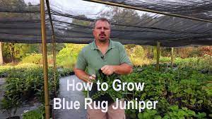 how to grow blue rug juniper with
