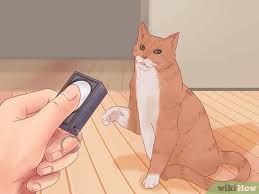 3 ways to get your cat to come inside
