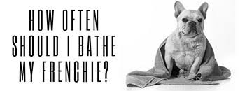 When bathing outdoors, tether the puppy with a short lead to a fixed object. How Often Should I Bathe My Frenchie Making Bathtime Easy