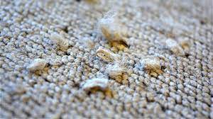 fix snagged carpet