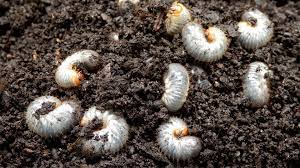 grubs in your lawn