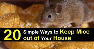 Keep Mice Out Of Your House