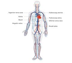 Functions of the circulatory system, anatomy and basic physiology of the heart, components of blood and structure of blood vessels. Cardiovascular System Cardiosecur