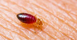 5 ways to stop bed bugs from biting you
