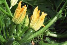 Cross Pollination Of Squash Zucchini Home Guides Sf Gate