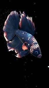 betta fish live for android hd