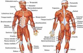 Human muscle system, the muscles of the human body that work the skeletal system, that are under voluntary control, and that are concerned with movement, posture, and balance. Free Human Body Lesson Plan The Body S Systems Muscular System
