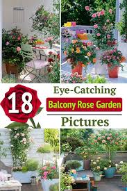 Balcony Rose Garden Pictures