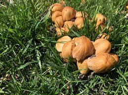 For example, it is expected that ringless honey mushrooms (armillaria tabescens) will soon be popping up in many landscapes. Mushrooms In Your Lawn Are Fine But A Bad Sign On Trees Chicago Tribune