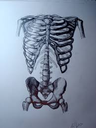 The rib cage is the arrangement of ribs attached to the vertebral column and sternum in the thorax of most vertebrates, that encloses and protects the vital organs such as the heart, lungs and great vessels. Life Drawing Rib Cage By Eweirick On Deviantart