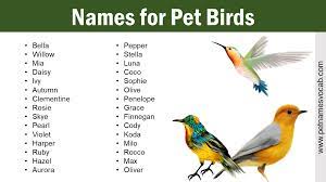 names for pet birds perfect names for