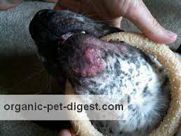 canine acne diagnosis treatment