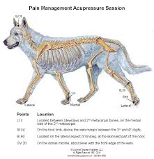 Acupressure For Dogs In Hospice Animal Wellness Magazine