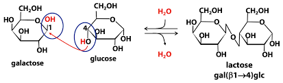 carbohydrate chemistry simple sugars