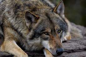 Valt de wolf binnenkort ook ten prooi aan wildstroperij?