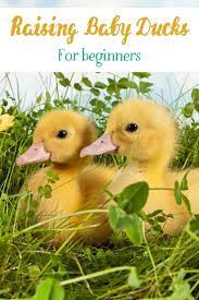 raising baby ducks for beginners