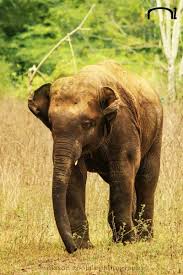 indian elephant s elephant hd