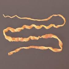 preserved dog tapeworm boreal science
