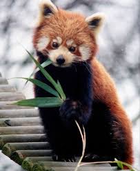 red panda and giant panda genomes show