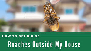 get rid of roaches outside my house