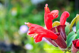 lipstick plant care tips how to grow