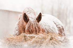 myth horses need blankets in winter
