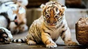 meet the newborn tiger cubs you