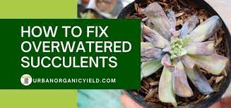 how to fix overwatered succulent plants