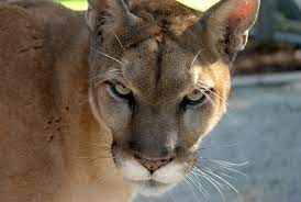 (4) a veterinarian licensed to practice in the state shall be held harmless from either criminal or civil liability for any decisions made or services rendered. Florida State Animal Florida Panther