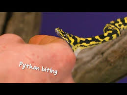 python bite you