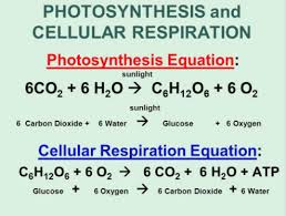 Photosynthesis And Cellular Respiration