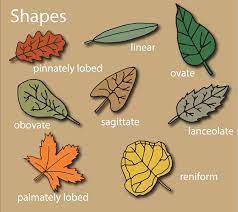 botany basics understanding leaves