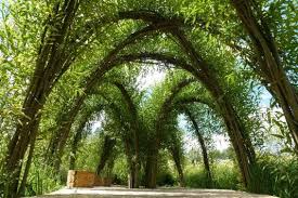living willow structures grow your