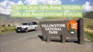 stay safe in yellowstone national park