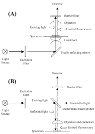 Light Paths Of A A Transmitted Light Fluorescence Microscope