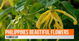 To see it, just press settings of your browser > press desktop site > done! List Of Flowers In The Philippines