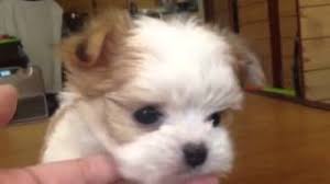 Boutique puppies breeds gorgeous, tiny gorgeous luxury quality chihuahua puppies. Chihuahua Maltese Poodle Mix Shop For Your Cause