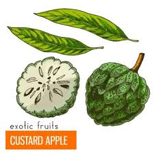 Write out a sensory evaluation on the appearance, aroma, taste and texture of both custard and the pastry crust. Premium Vector Custard Apple Color Vector Illustration