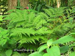 Hoe And Shovel Good Fern Bad Fern